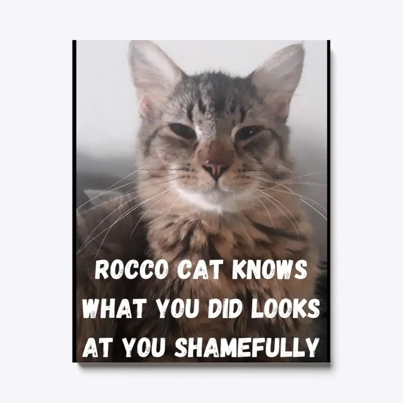 Funny Cat Memes Rocco Cat